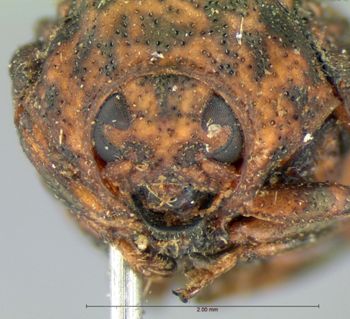 Media type: image; Entomology 9336   Aspect: head frontal view